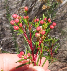 Chamelaucium uncinatum