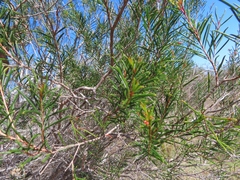 Chamelaucium uncinatum