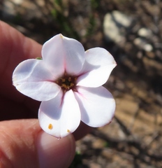 Adenandra obtusata