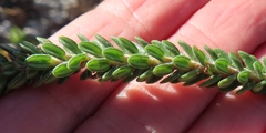 Adenandra obtusata