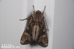Ichneutica insignis