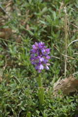Anacamptis