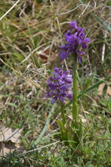 Anacamptis