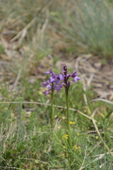 Anacamptis