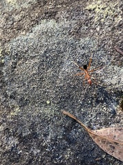 Leptomyrmex nigriventris
