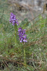 Anacamptis