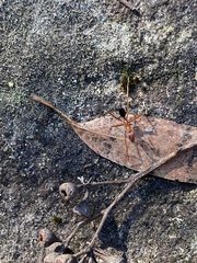 Leptomyrmex nigriventris
