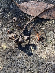 Leptomyrmex nigriventris