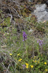 Anacamptis