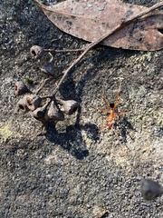 Leptomyrmex nigriventris