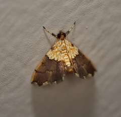 Agrotera basinotata