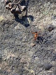 Leptomyrmex nigriventris