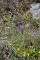 Anacamptis