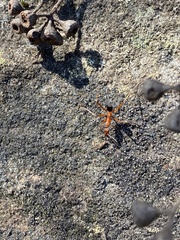 Leptomyrmex nigriventris