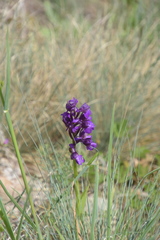 Anacamptis