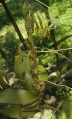 Heortia vitessoides