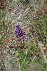 Anacamptis