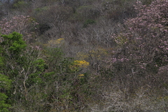 Roseodendron donnell-smithii