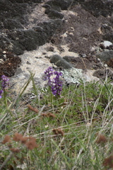 Anacamptis