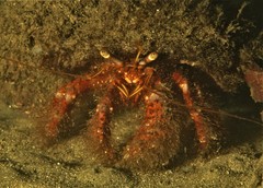 Dardanus crassimanus