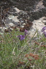 Anacamptis