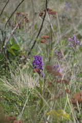 Anacamptis