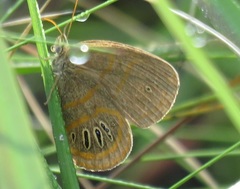 Neonympha areolatus