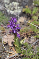 Anacamptis