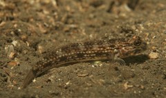 Istigobius hoesei