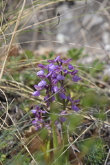 Anacamptis
