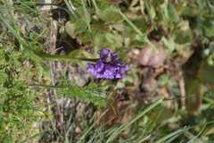 Anacamptis