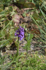 Anacamptis
