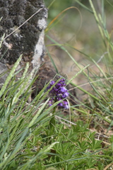 Anacamptis