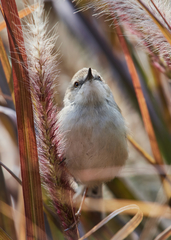 Prinia hodgsonii