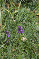 Anacamptis