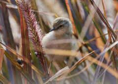 Prinia hodgsonii
