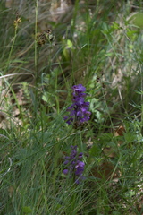 Anacamptis