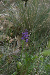 Anacamptis