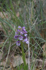 Anacamptis
