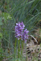 Anacamptis