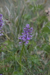 Anacamptis