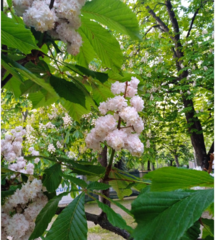 Aesculus hippocastanum