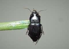 Harpalus serripes