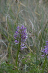 Anacamptis