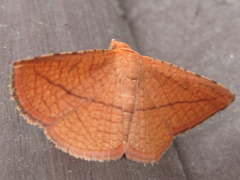 Striglina cancellata