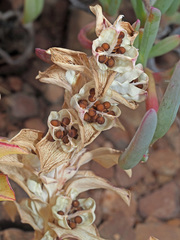 Lapeirousia pyramidalis