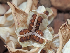 Lapeirousia pyramidalis