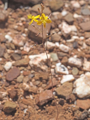 Bulbine mesembryanthemoides