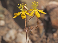 Bulbine mesembryanthemoides