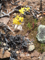 Bulbine mesembryanthemoides